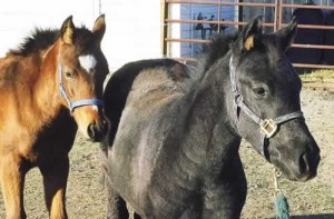George and Chester, some of my horses when they were babies.